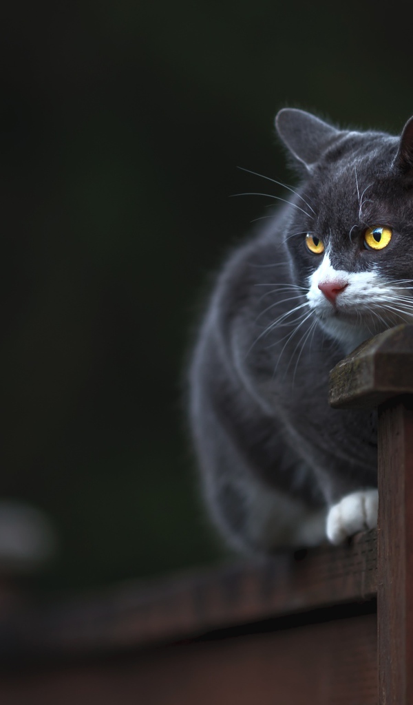 Британский кот с желтыми глазами сидит на заборе