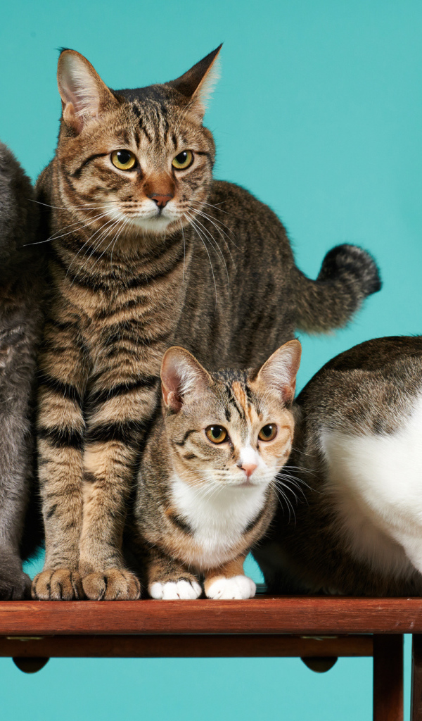 Коты сидят на деревянной лавке на голубом фоне