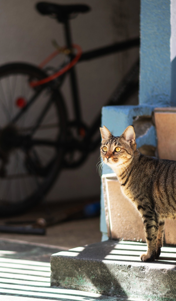 Любопытный серый кот стоит на ступеньках 