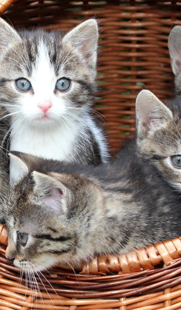 Милые серые котята сидят в плетеной корзине