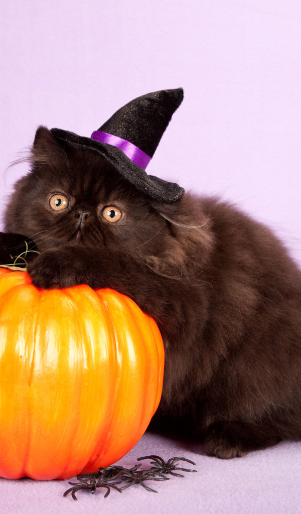 Пушистый черный кот с тыквой на Хэллоуин 