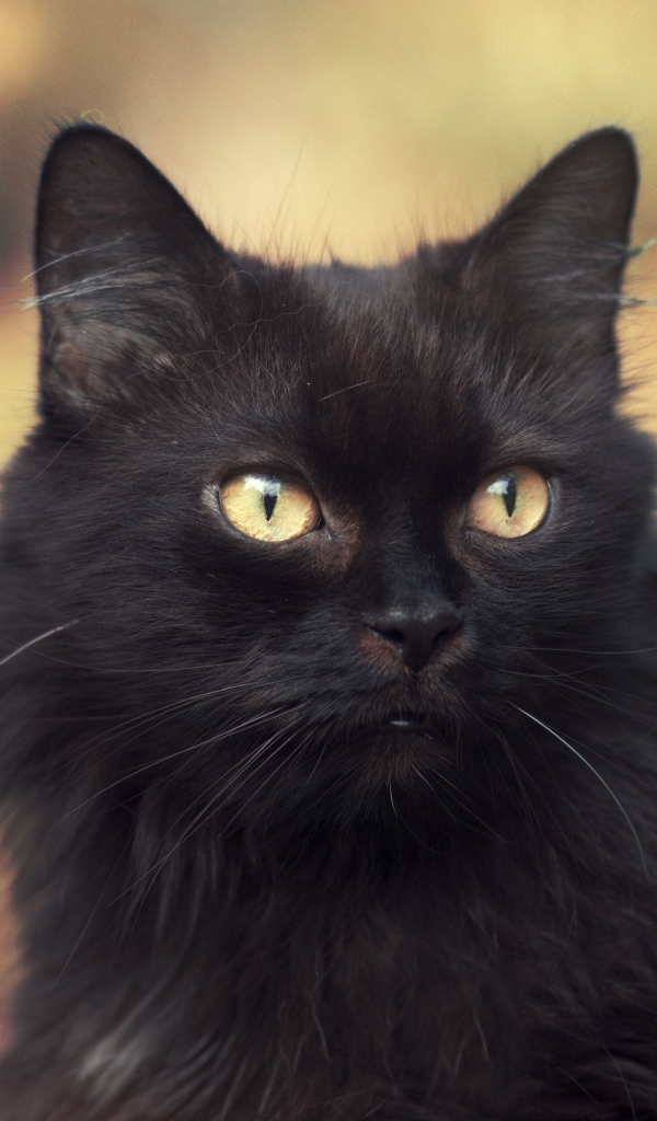 Пушистый красивый черный кот крупным планом