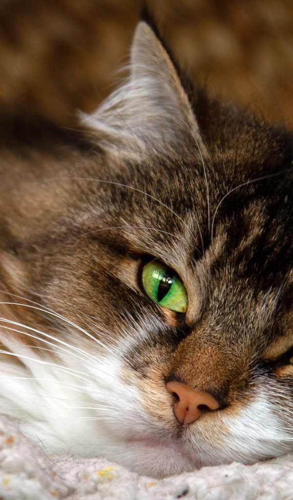 Пушистая серая кошка с красивыми зелеными глазами