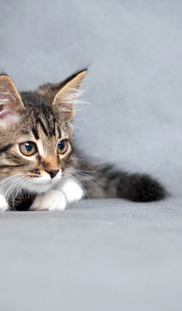 Пушистый серый котенок на сером фоне