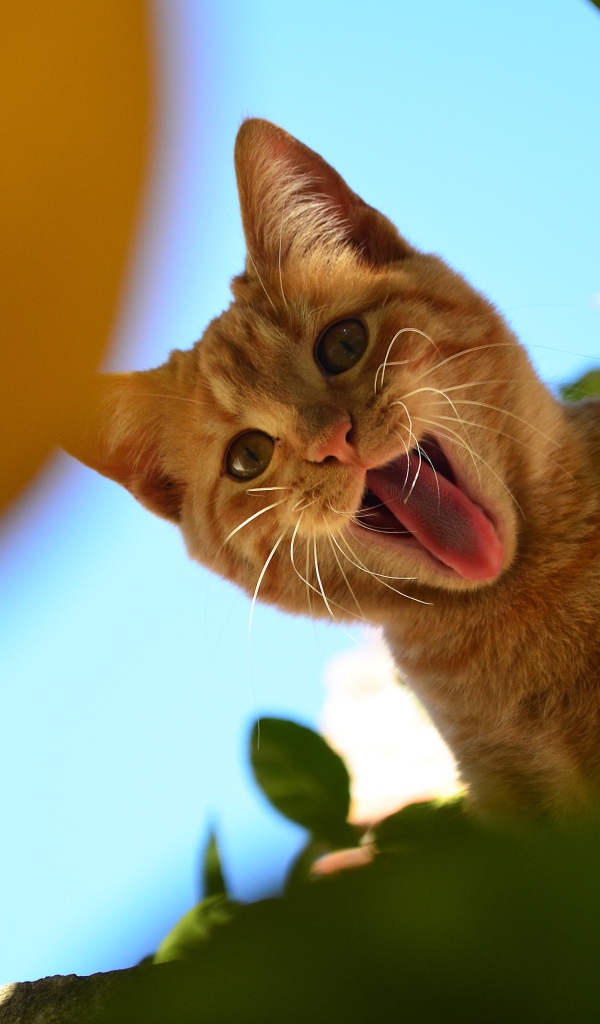 Смешной рыжий кот показывает язык