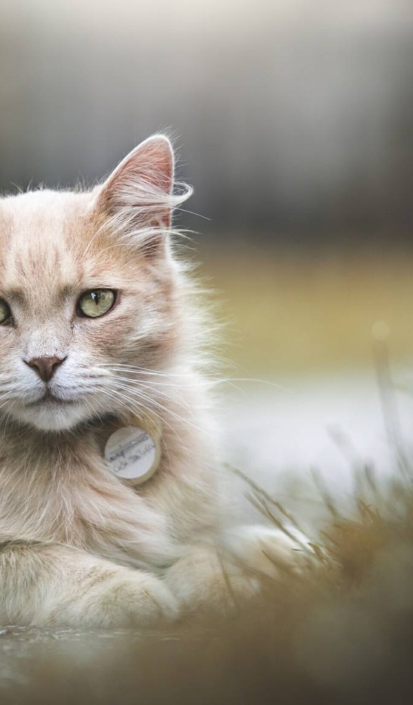 Рыжий зеленоглазый кот лежит на земле 