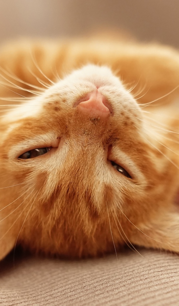Рыжий котенок дремлет на кровати