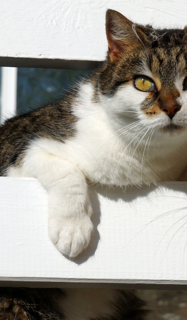 Серая с белым кошка у забора