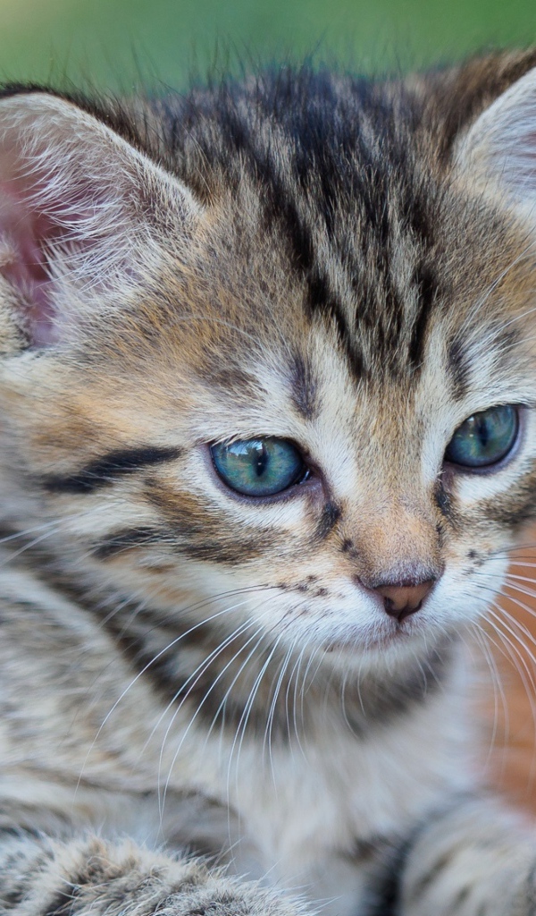 Серый голубоглазый котенок сидит в корзине