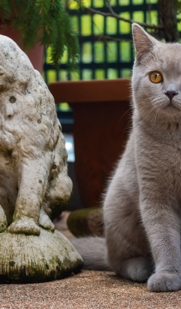 Серый британский кот сидит у статуэтки кота