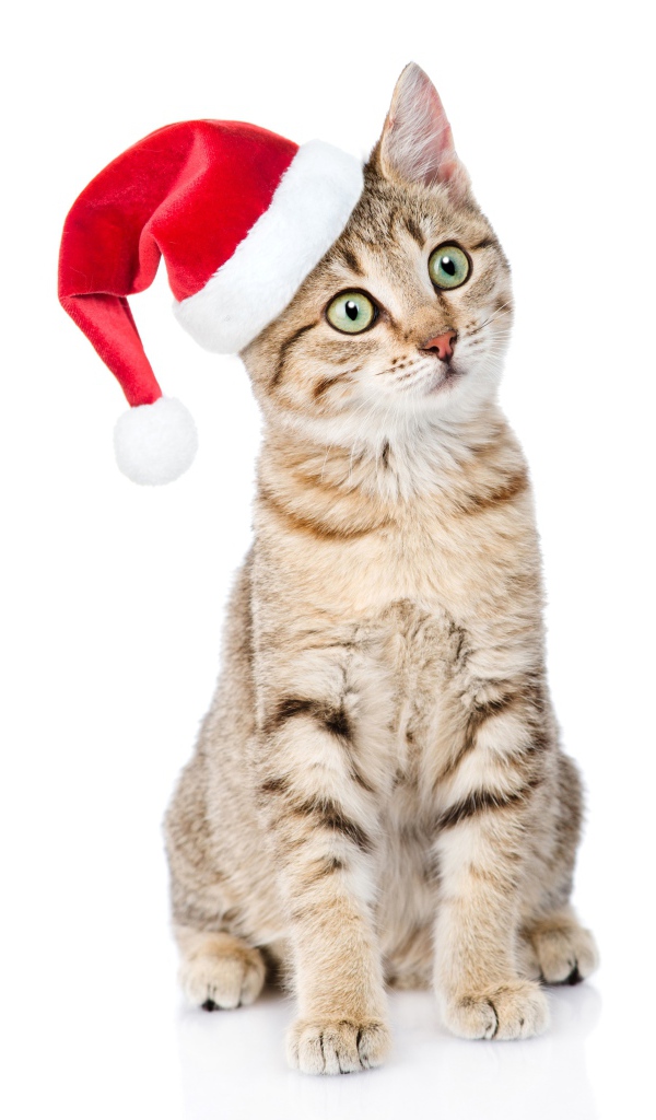 Серый кот в колпаке Санта Клауса на белом фоне