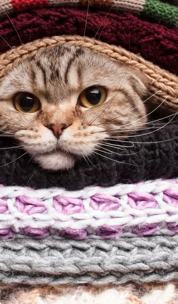 Серый кот согревается в одеялах 