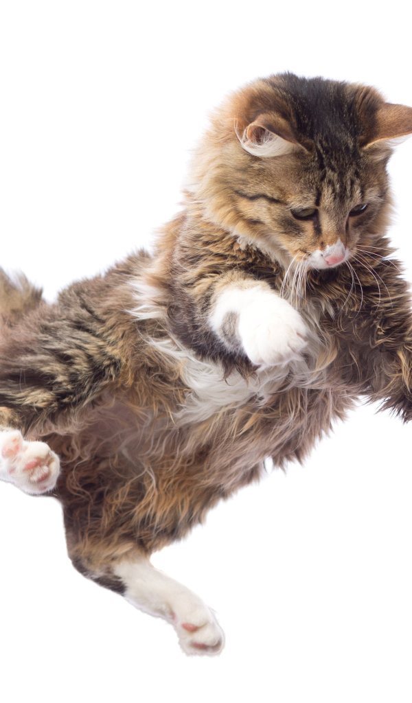 Прыжок серого кота на белом фоне