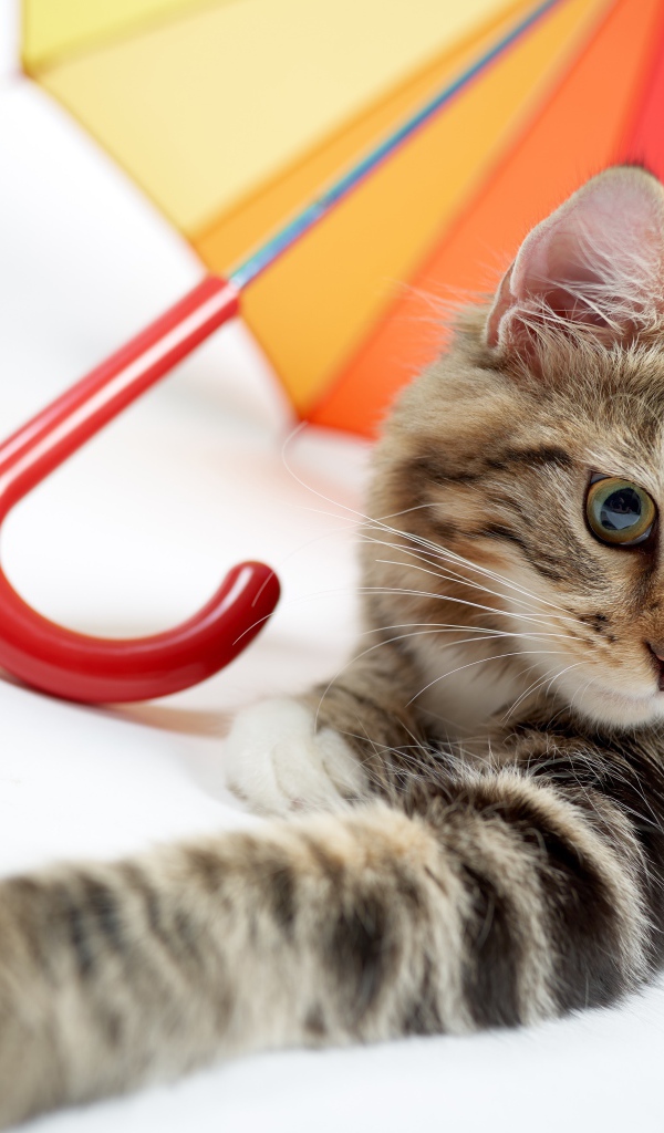 Серый кот лежит под разноцветным зонтом