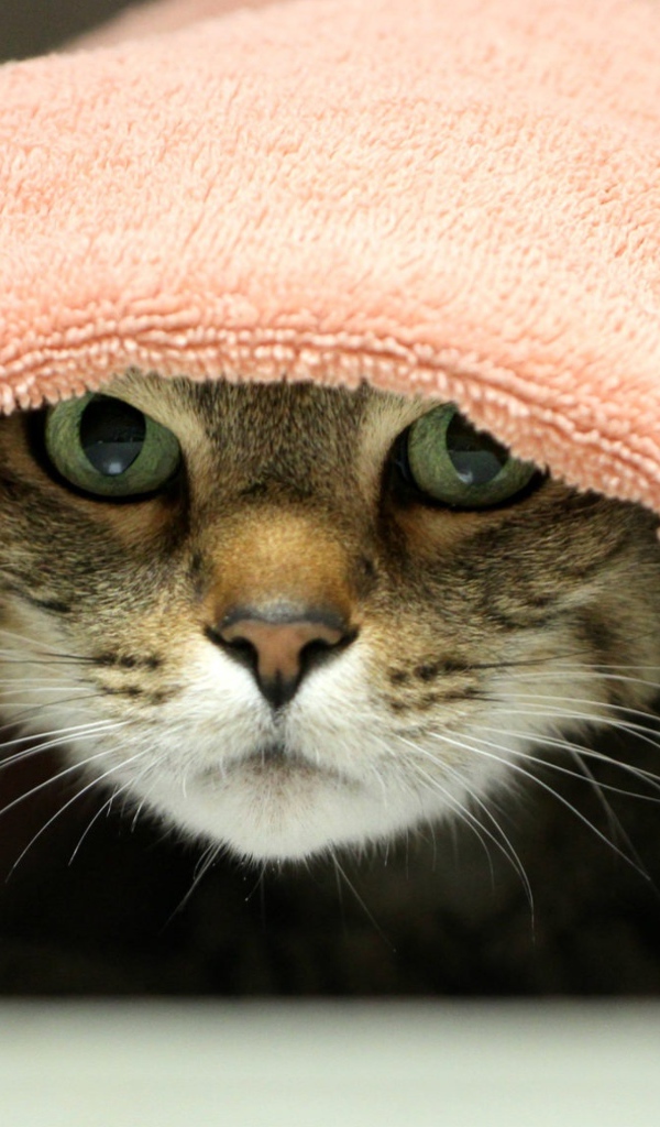 Серый кот лежит под розовым полотенцем