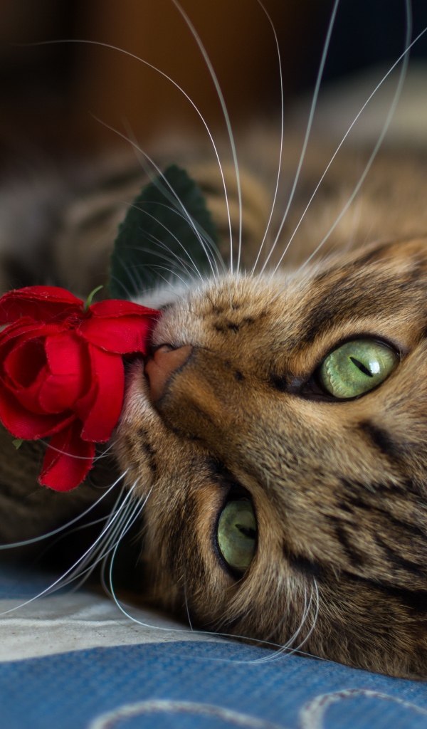 Серый кот лежит на кровати с розой в зубах 