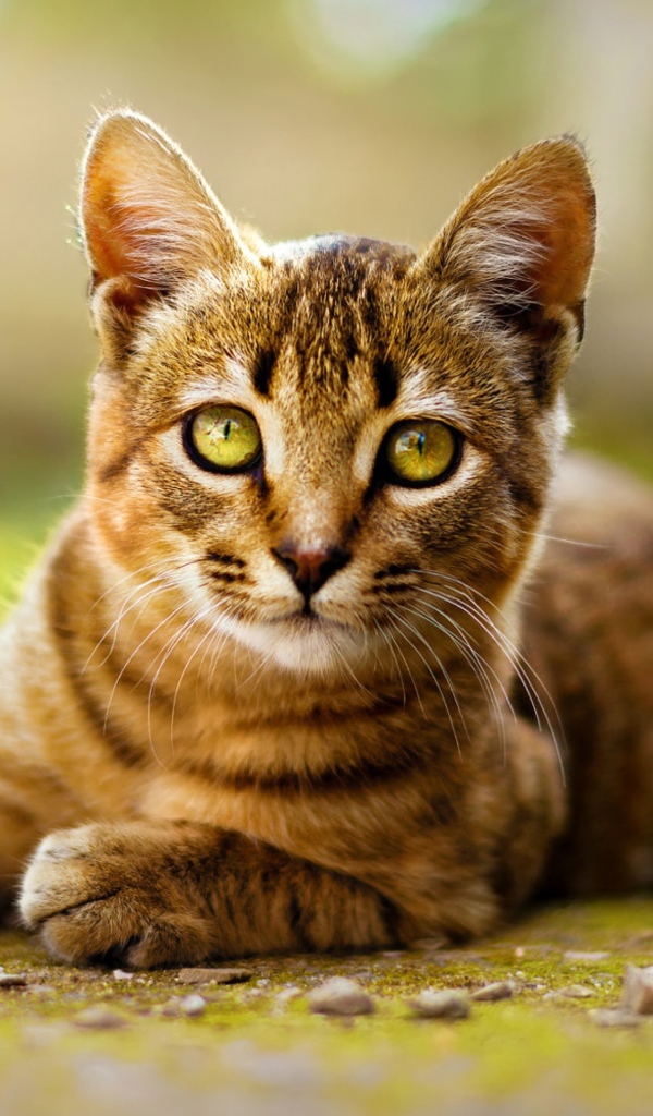 Серый кот лежит на земле