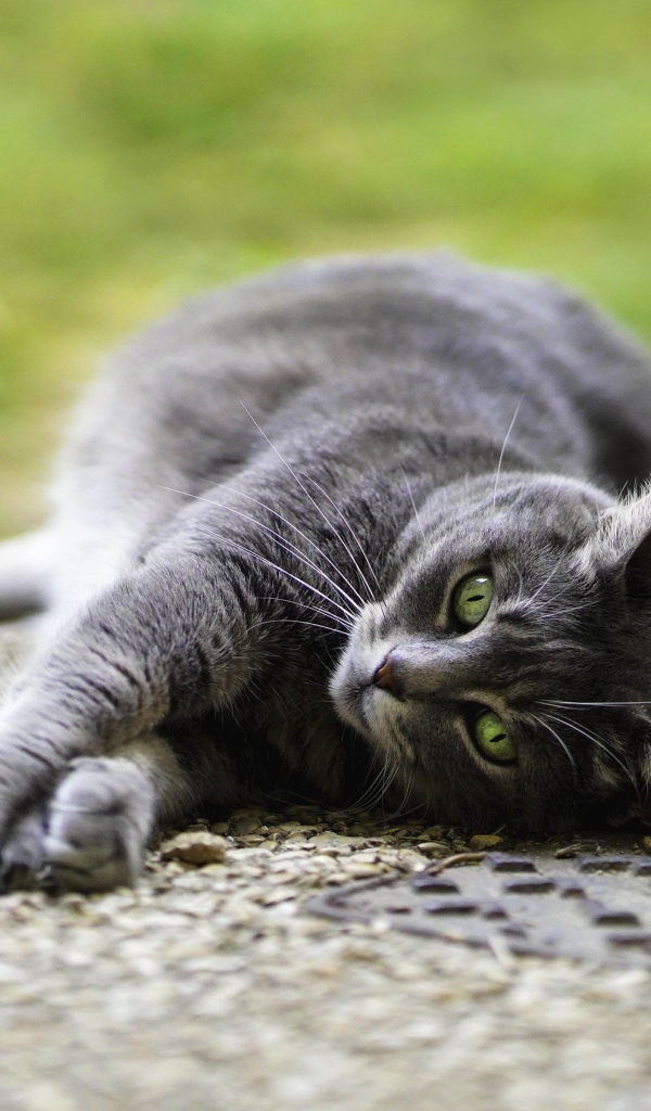 Серый кот лежит на асфальте