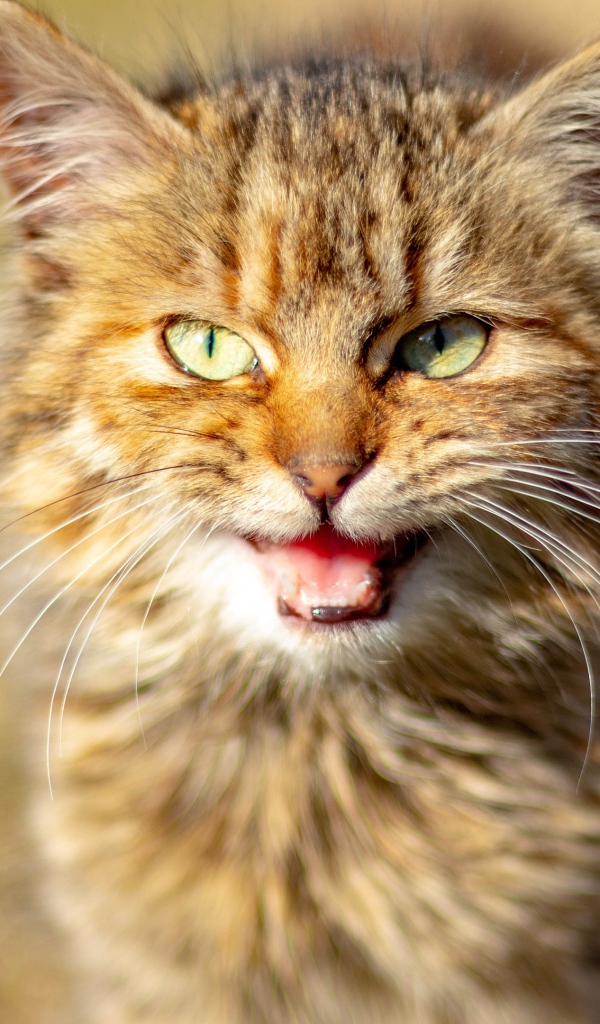 Серый кот мяукает 