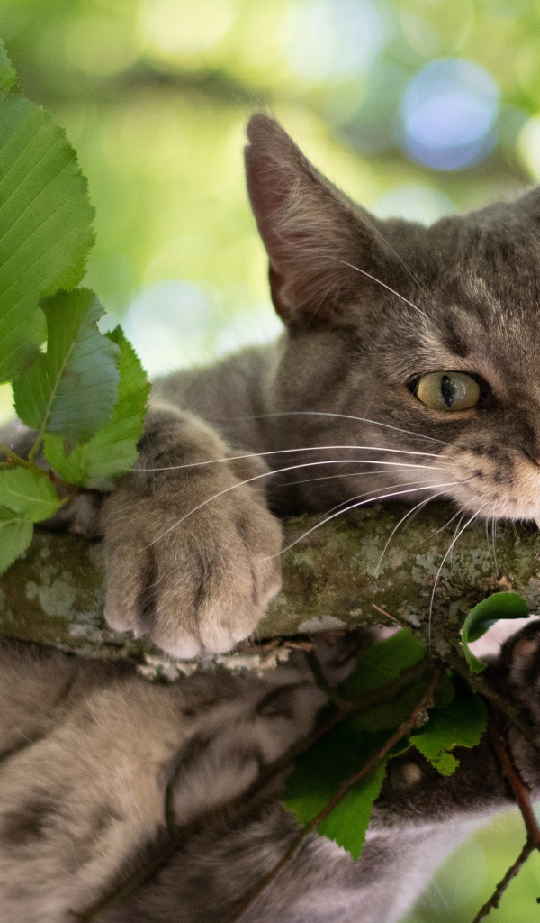 Серый кот грызет ветку 