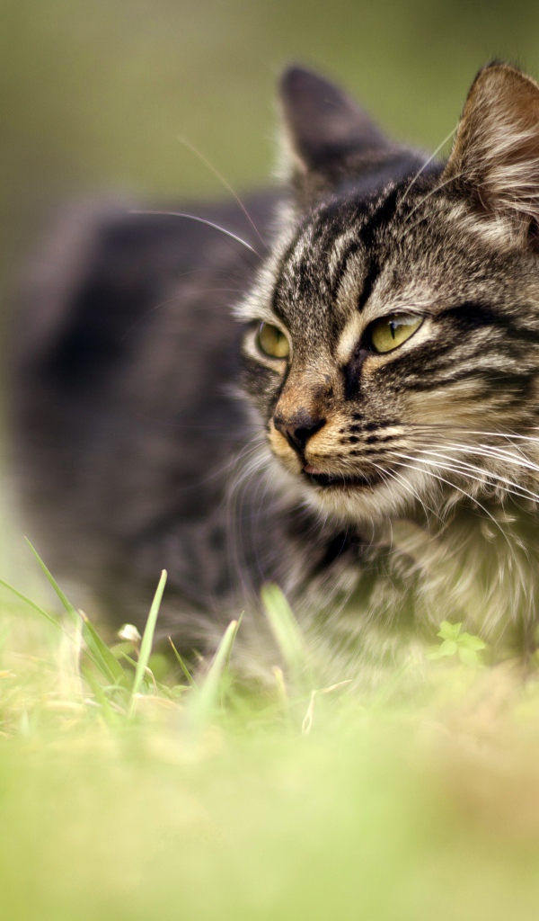 Серый кот идет по зеленой траве 