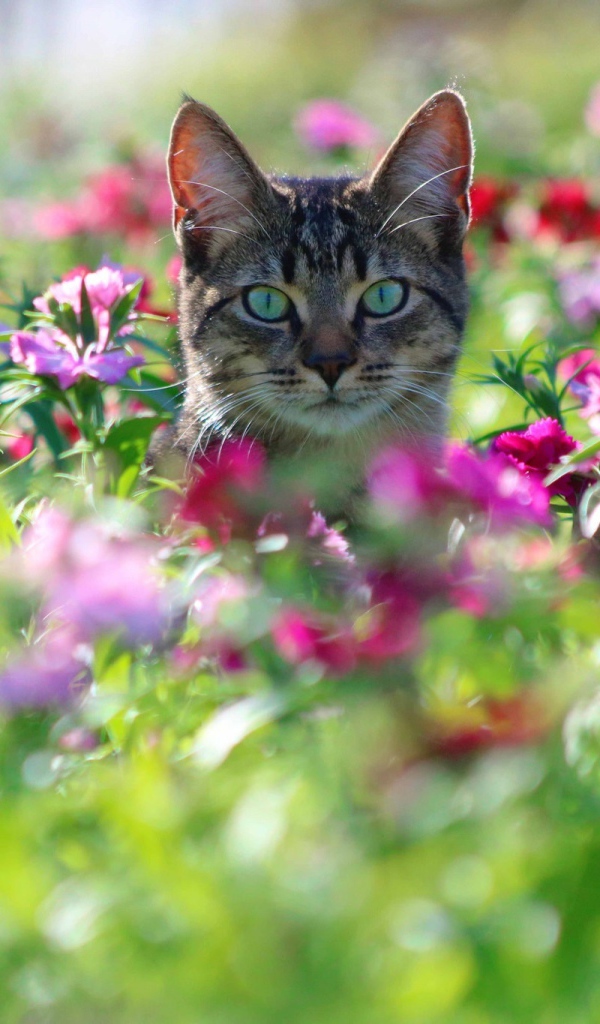 Серый кот с зелеными глазами сидит в цветах 