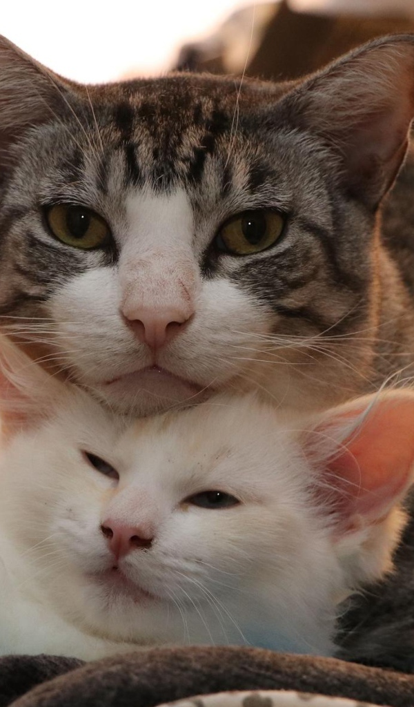 Серая кошка с белым котенком 