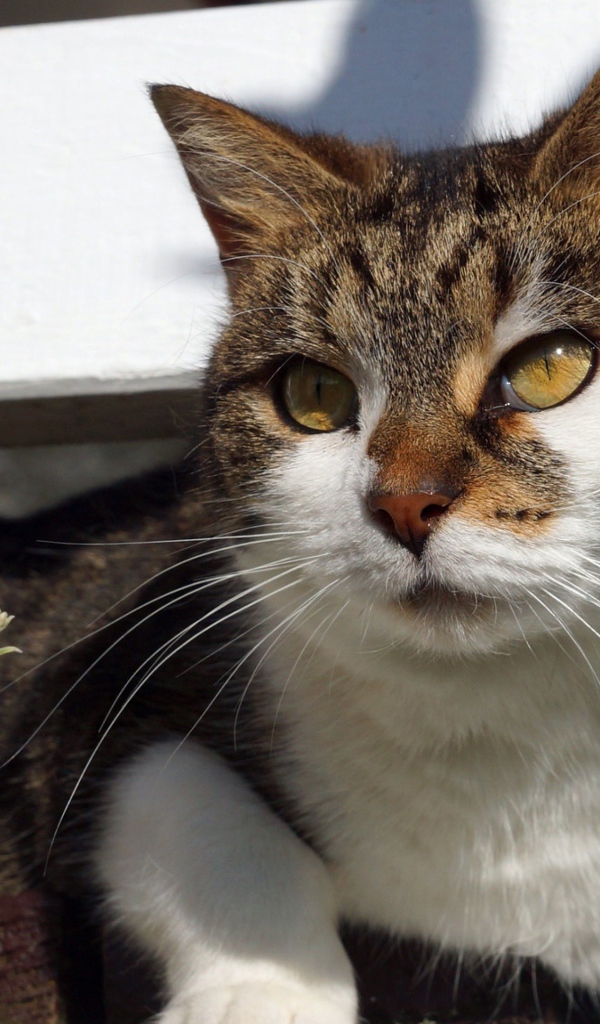 Серый кот с белым лежит на ступенях