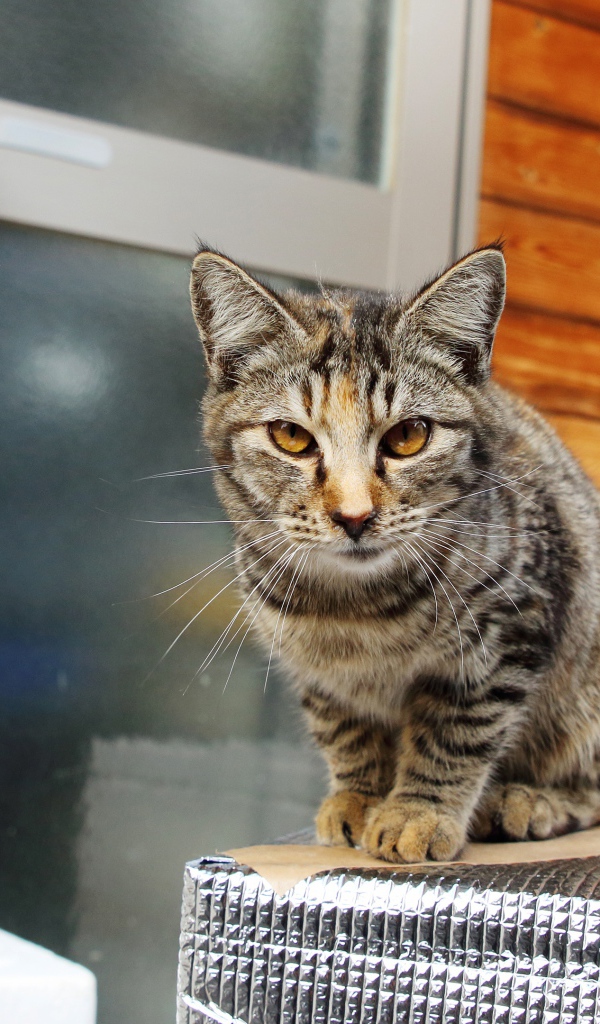 Серый домашний кот с желтыми глазами у дома