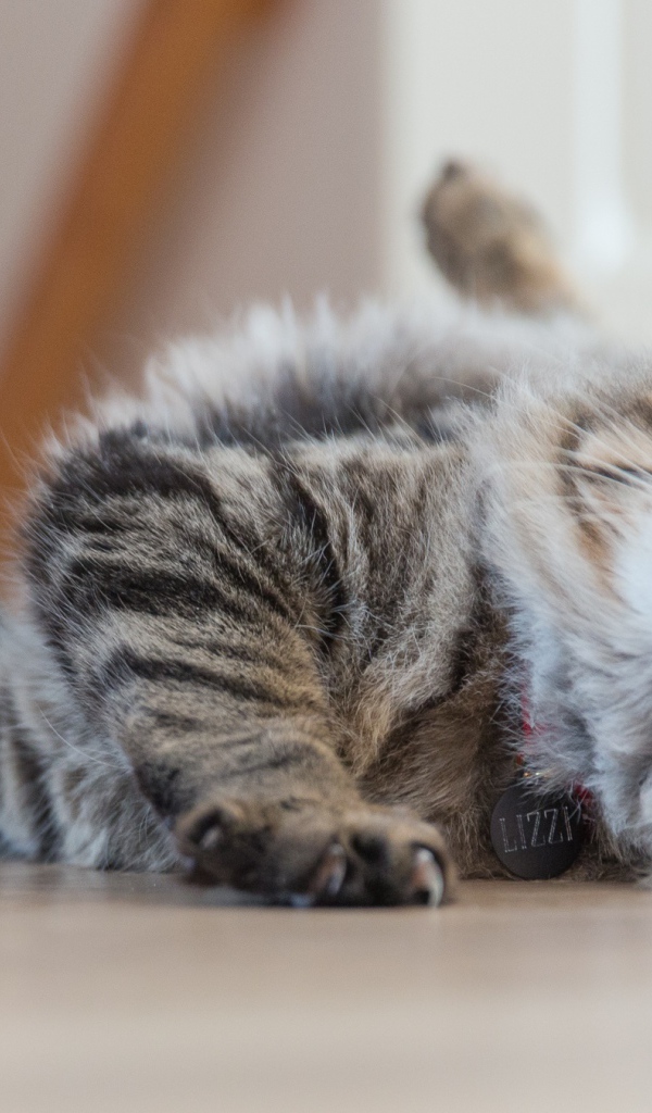 Серая пушистая кошка играет на полу