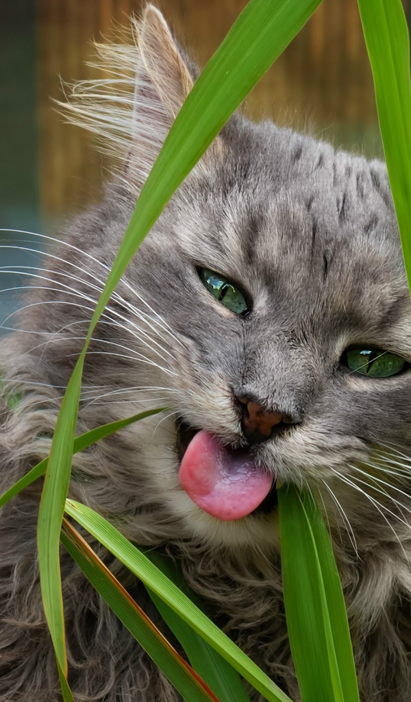 Серый зеленоглазый кот ест траву