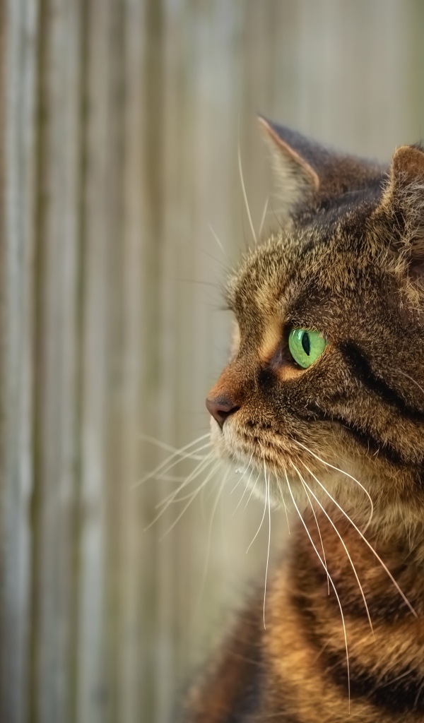 Серый зеленоглазый кот смотрит в забор 