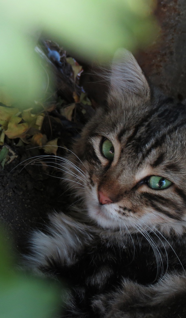 Серый зеленоглазый кот лежит на земле у камня