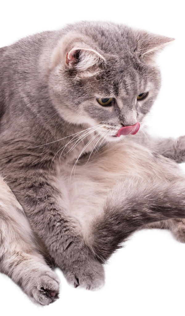 Серый породистый на белом фоне