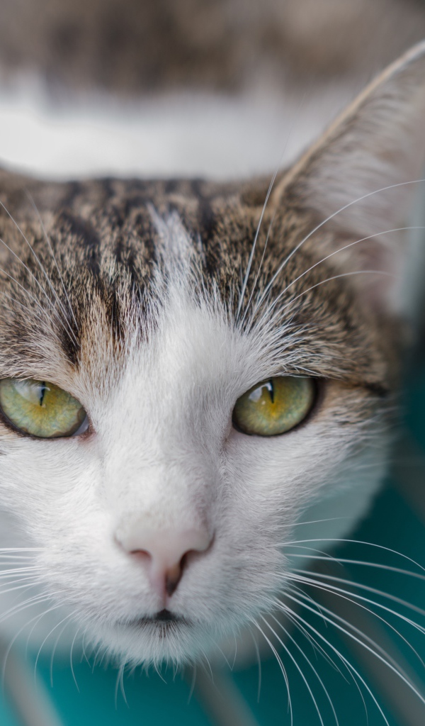 Серый с белым кот морда крупным планом