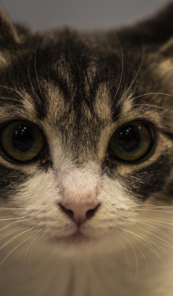 Домашний серый с белым котенок крупным планом