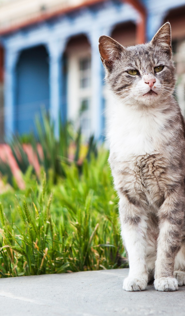 Бездомный серый кот сидит у стены