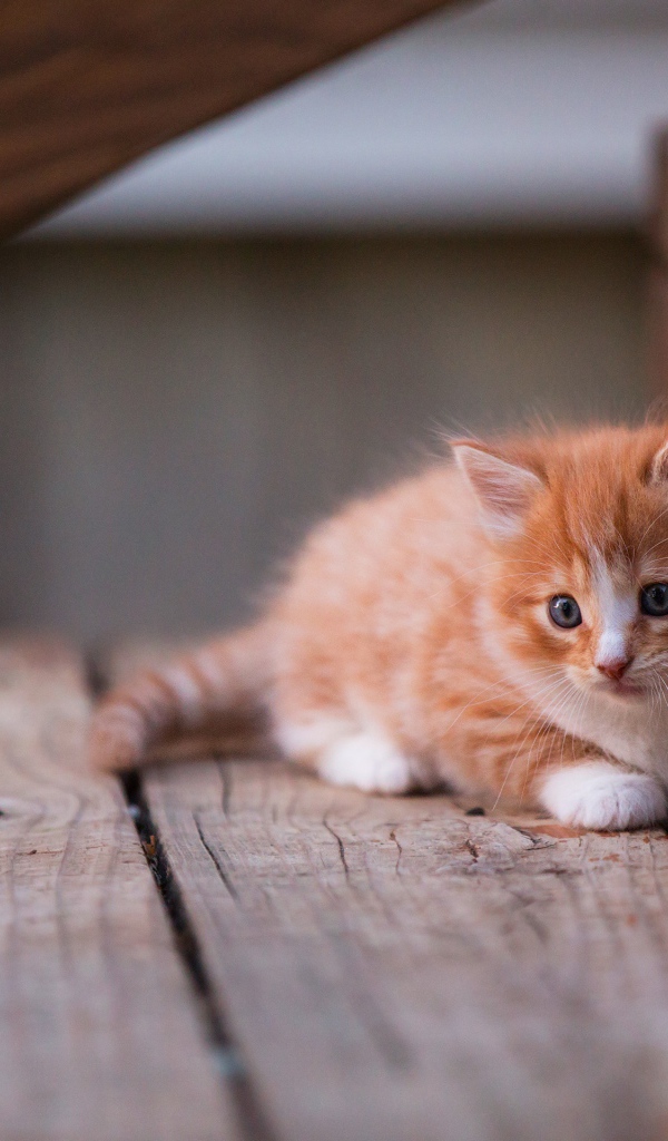 Маленький красивый рыжий котенок на деревянном пороге