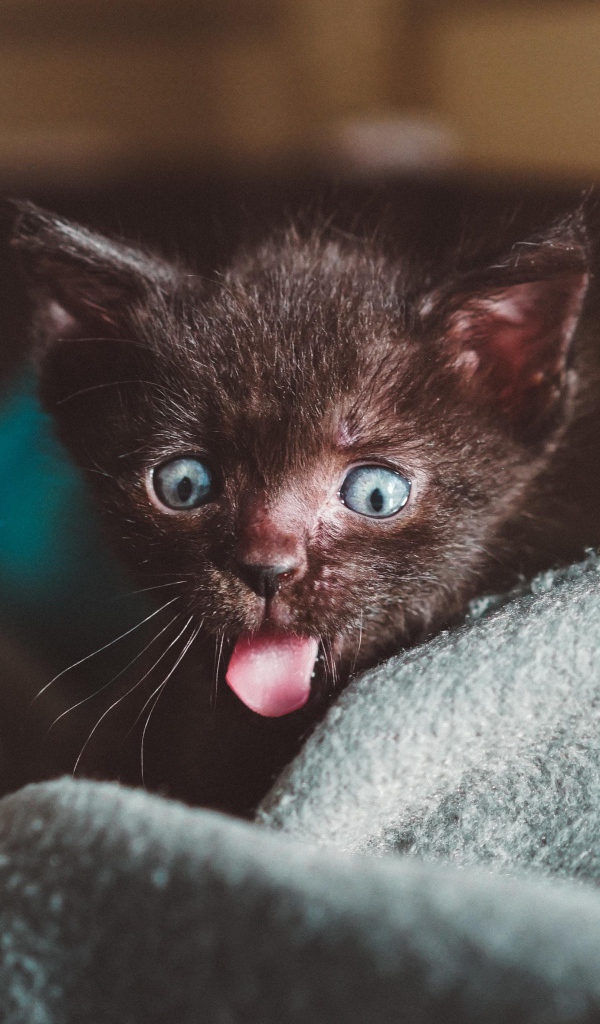 Маленький черный котенок с высунутым языком на кровати