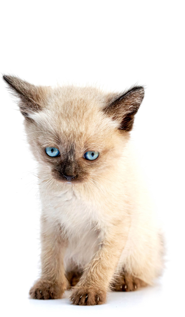 Маленький голубоглазый сиамский котенок на белом фоне
