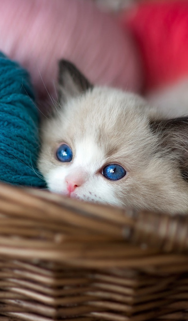 Маленький голубоглазый котенок в корзине с пряжей 
