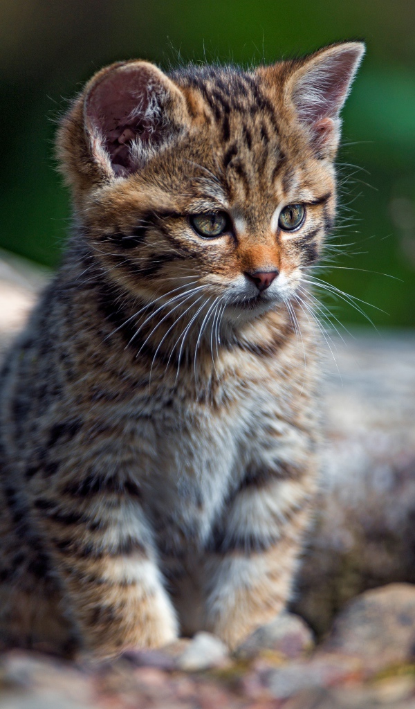 Маленький любопытный серый котенок на сухом дереве