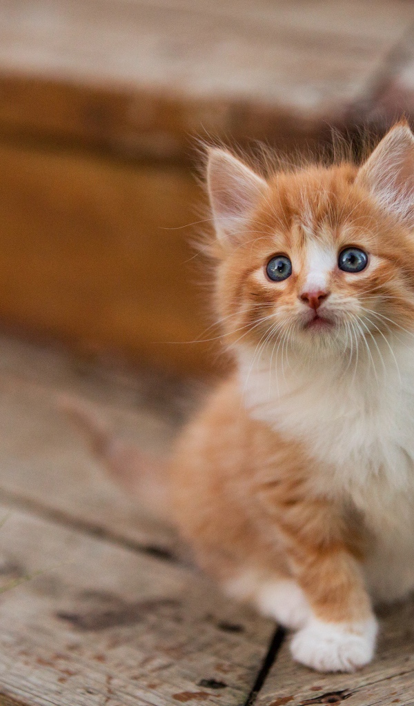 Маленький милый пушистый рыжий голубоглазый котенок