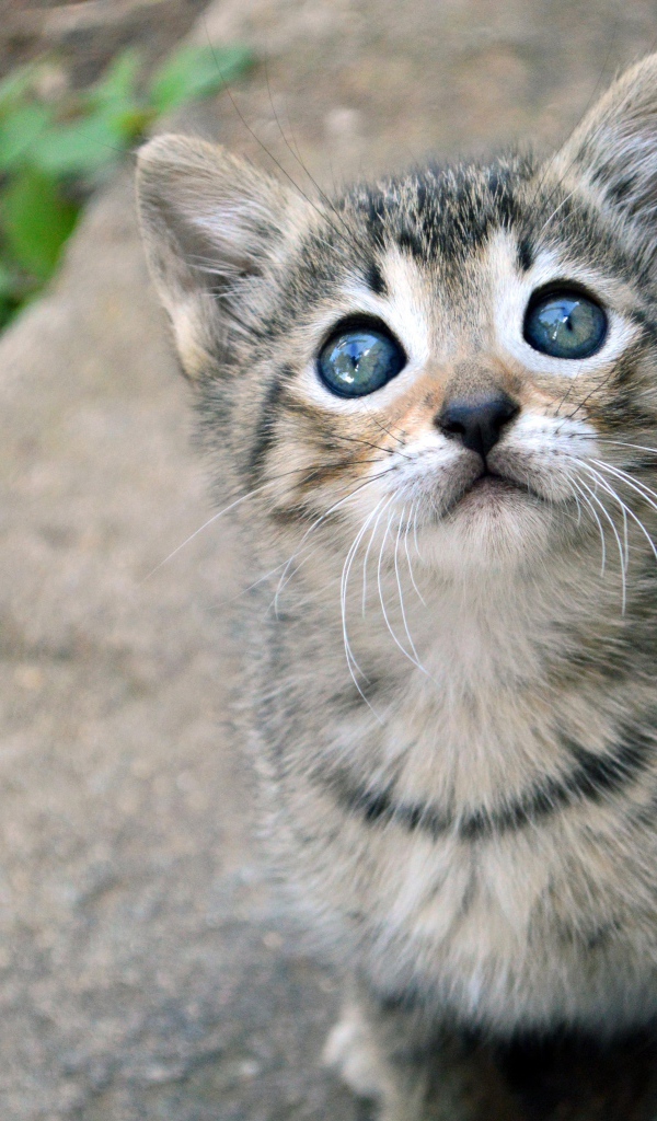 Маленький милый серый котенок смотрит вверх