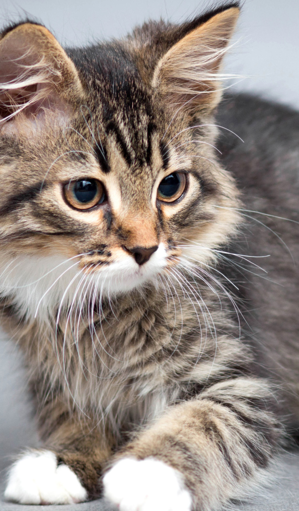 Маленький милый котенок на сером фоне