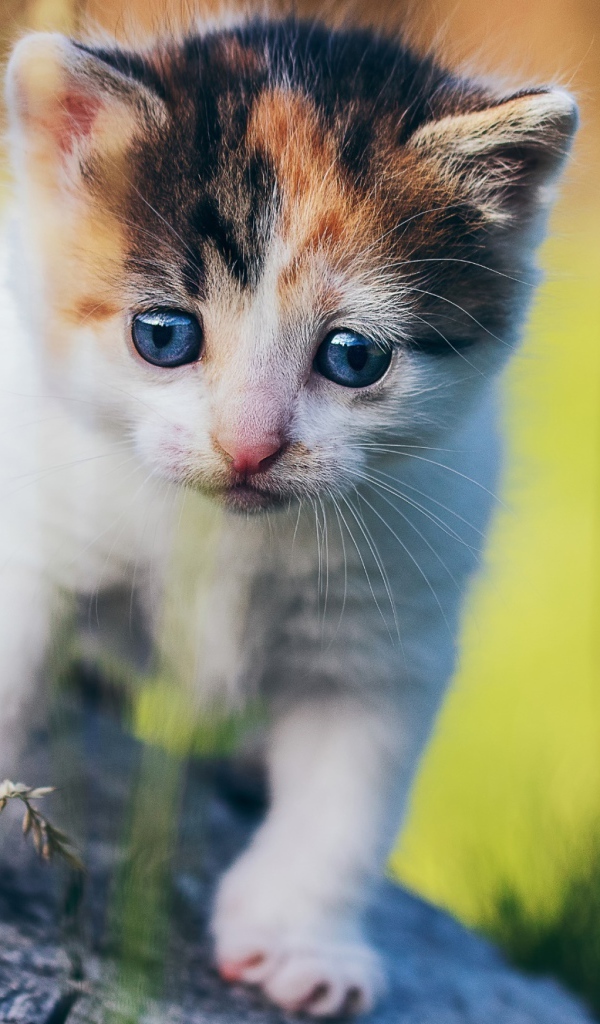 Маленький милый трехцветный котенок на пне