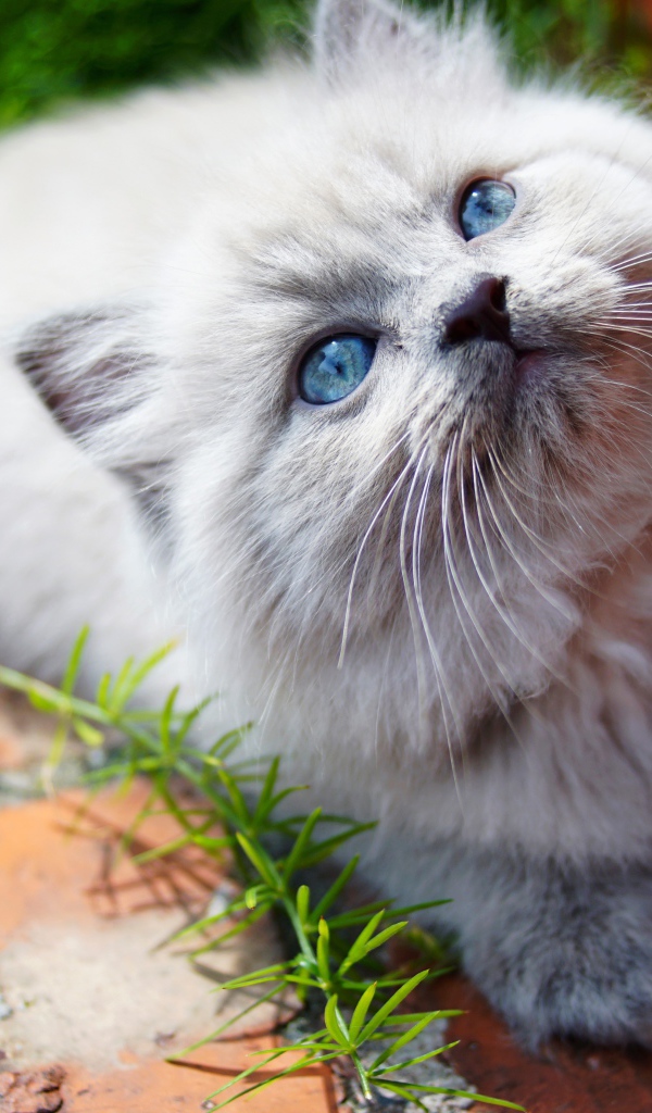 Маленький пушистый котенок с голубыми глазами