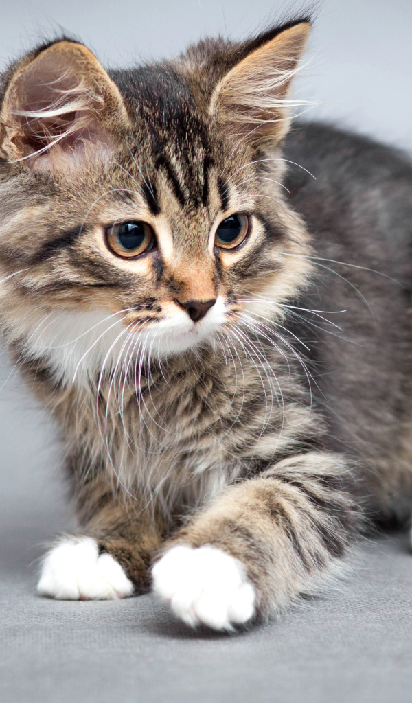 Маленький забавный серый котенок 