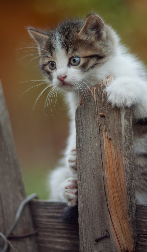 Маленький  забавный котенок на заборе 