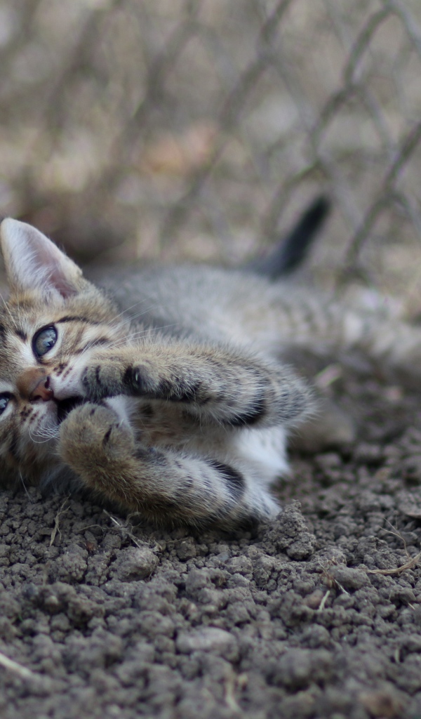Маленький серый котенок играет у дерева на земле 